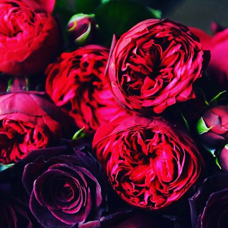 Valentine’s Day – How to care for your roses