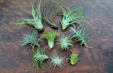Air plants in the home