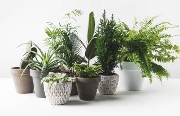 House plants for beginners
