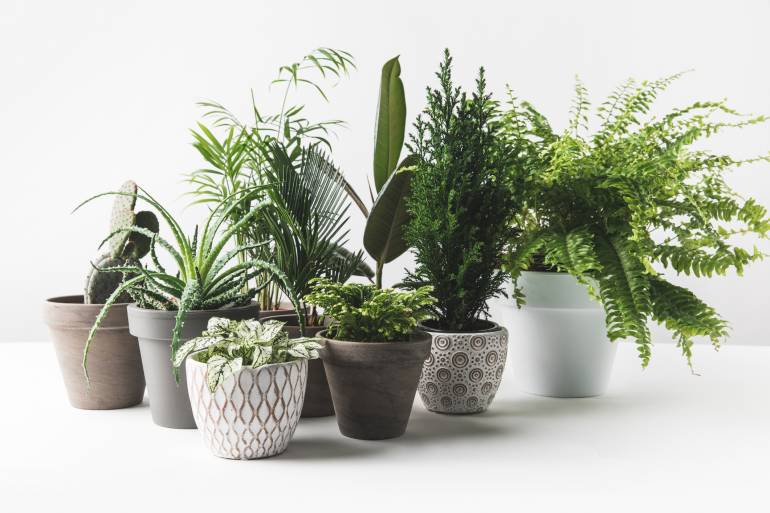 House plants for beginners