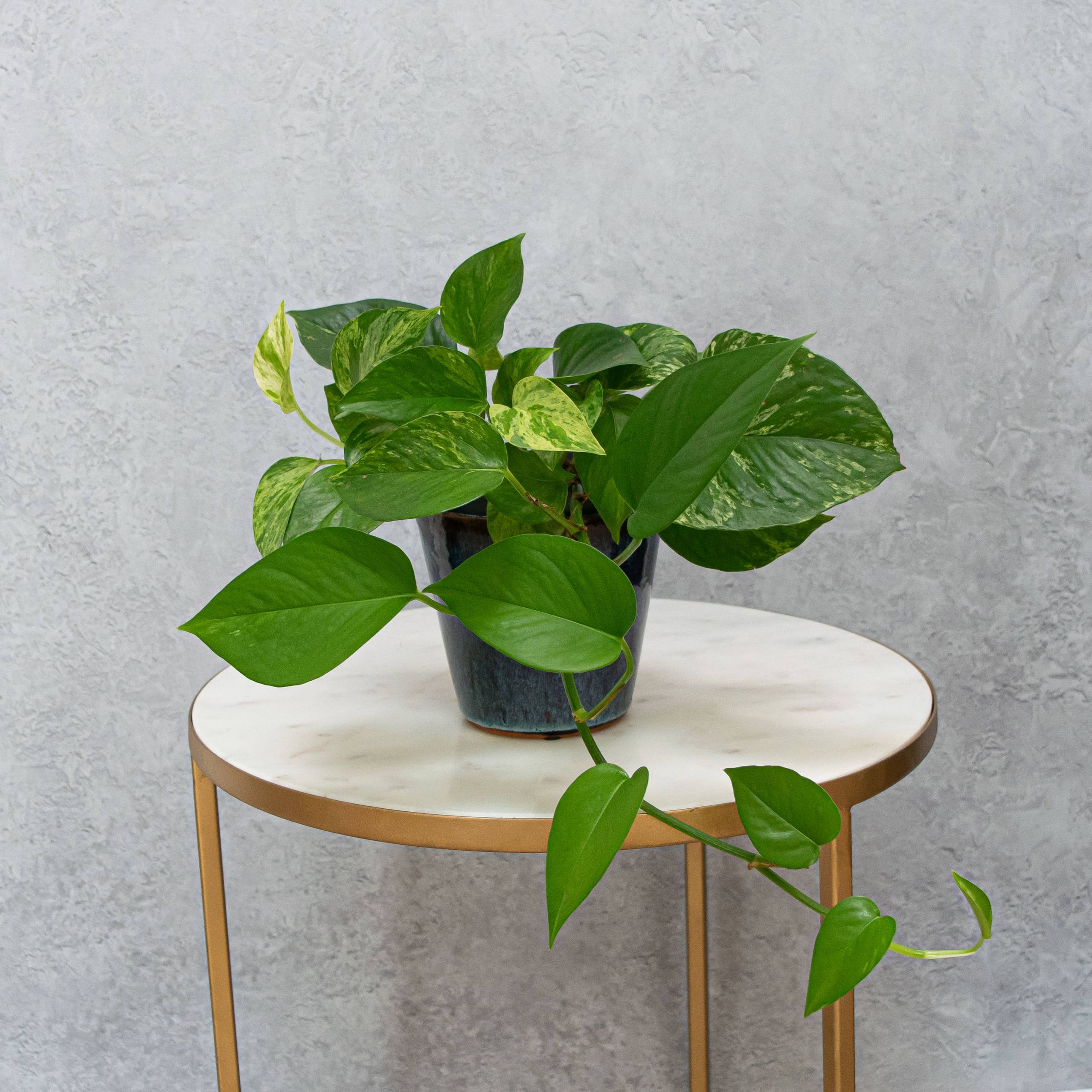 Trailing Philodendron Plant in ceramic pot Secret Garden